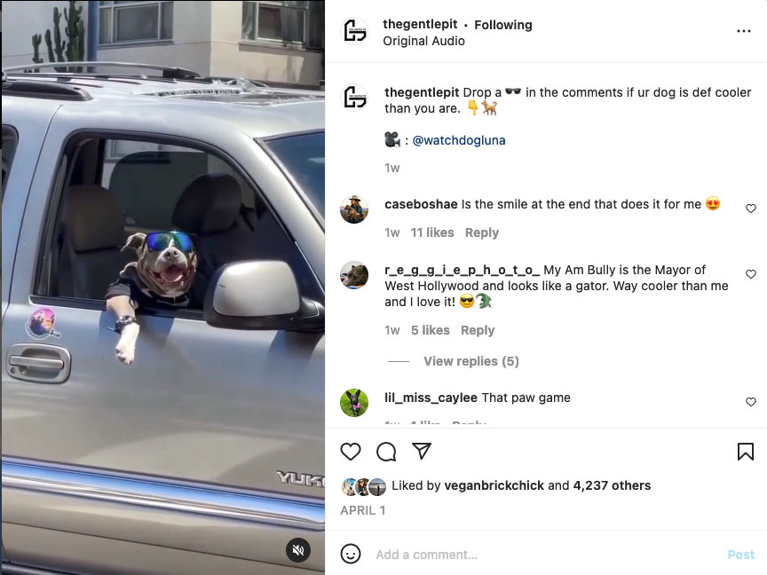screenshot of Instagram post by The Gentle Pit with a smiling dog in a car, caption reads, "Drop (sunglasses emoticon) in the comments if ur dog is def collere than you are."
