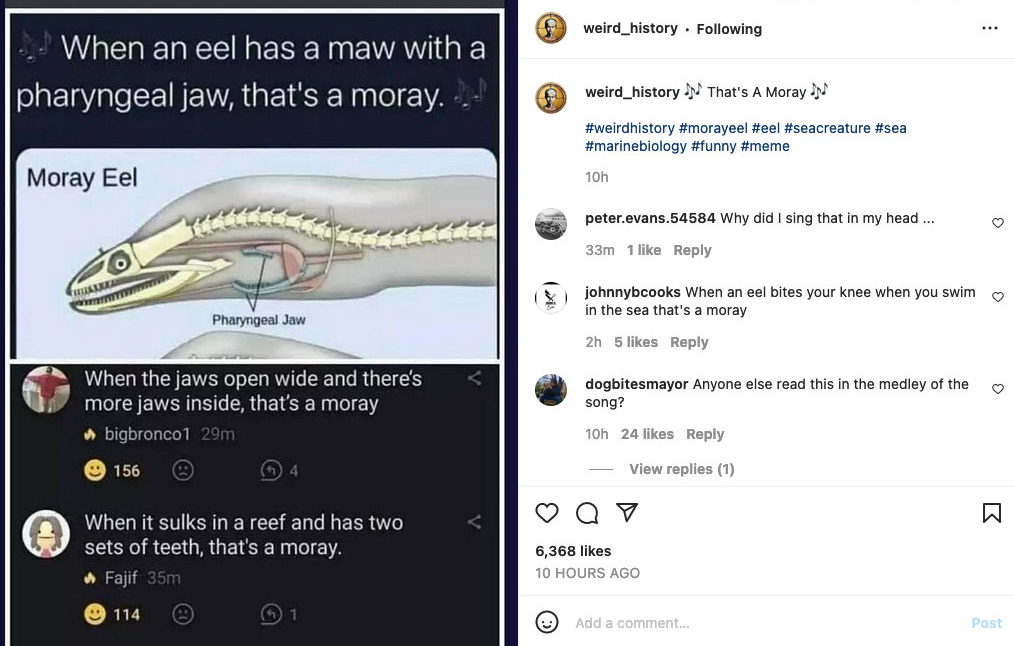screenshot of Instagram post from Weird History with the caption "That's A Moray"