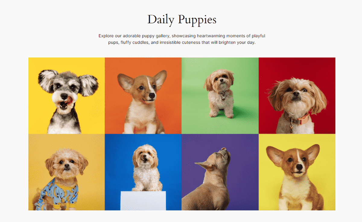 Daily Puppies Instagram website homepage.